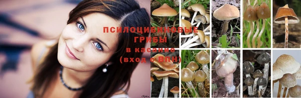 бошки Дмитров